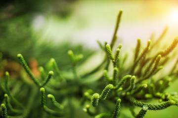 Beautiful closeup branch of spruce tree Christmas tree bokeh background.
