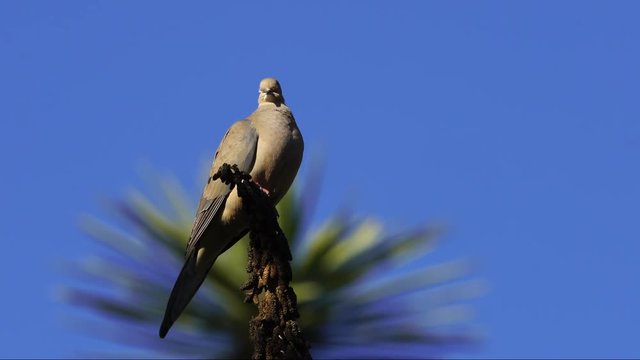 Dove on stalk looking peaceful and happy