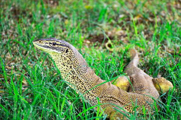 A Bungarra lizard in Outback Australia