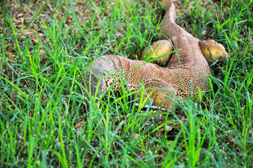 A Bungarra lizard in Outback Australia