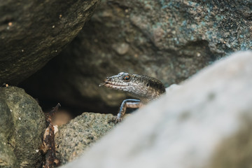Curious tropical lizard