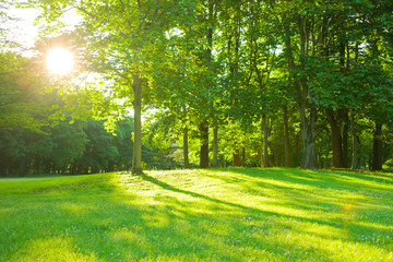 morning garden sunshine