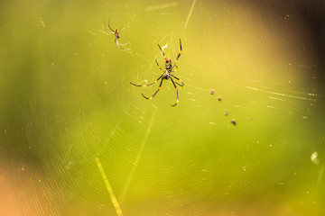 Golden Orb Spider resting on its web during the daytime.