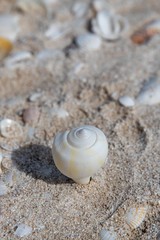 Spiral shell sticking out of sand on beach