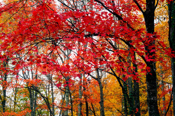 Smoky Mountains in fall colors.