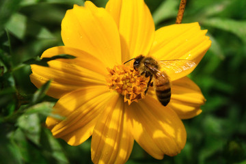 bee on yellow flower