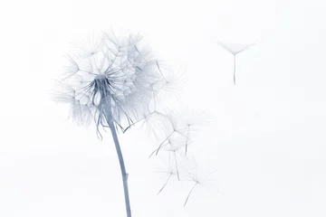 Fotobehang paardebloem en zijn vliegende zaden op een witte achtergrond © photosaint