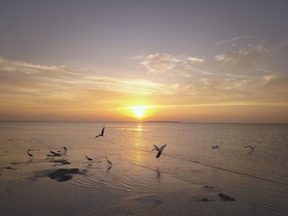 Oceanic birds at sunrise