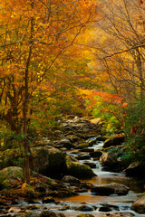 Fototapeta na wymiar Stream in the Smokies in golden colors of fall.