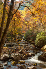 Stream in the Smokies in golden colors of fall.