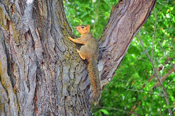 Fox squirrel (Sciurus niger) along the Jordan River Trail in Salt Lake City, Utah, also known as the eastern fox squirrel or Bryant's fox squirrel, the largest species of tree squirrel native to North