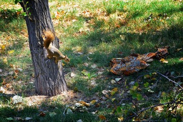 Fox squirrel (Sciurus niger) along the Jordan River Trail in Salt Lake City, Utah, also known as the eastern fox squirrel or Bryant's fox squirrel, the largest species of tree squirrel native to North