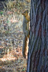 Fox squirrel (Sciurus niger) along the Jordan River Trail in Salt Lake City, Utah, also known as the eastern fox squirrel or Bryant's fox squirrel, the largest species of tree squirrel native to North