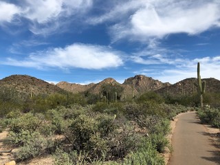 Saguaro National Park in Arizona