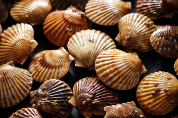 Fresh scallops background 