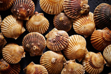 Fresh scallops background 