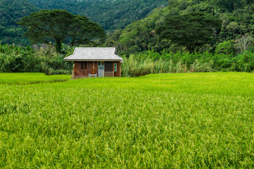 Obraz premium Villa in the countryside that is beautiful in the middle of nature and fresh air.