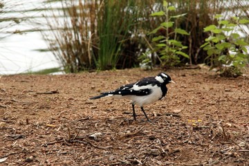 Magpie Lark - Male