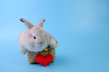 The gray rabbit is in a basket with a red heart on a blue background.