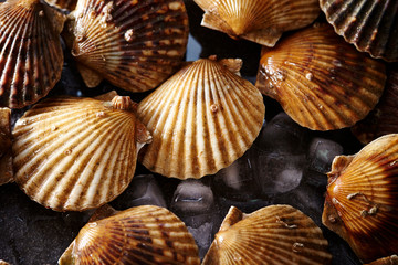 Scallop with ice 