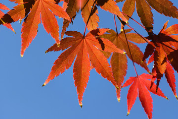 Red maple leaves, Japan - close up
