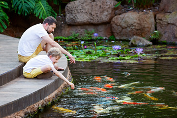feeding koi fish