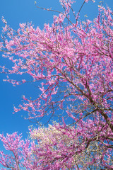 Pink and white Dogwood Trees blooming beneath a blue sky.