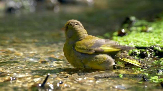 European greenfinch (Carduelis chloris) bathing