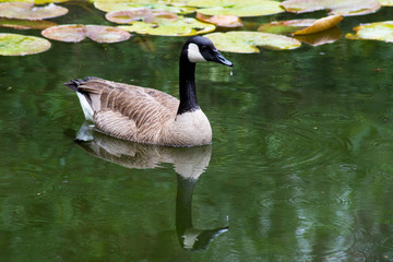 A pair of Canada Geese watch Coy Fish in a clear pond.