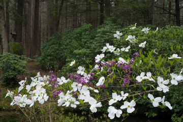 Dogwoods blooming in the spring season.