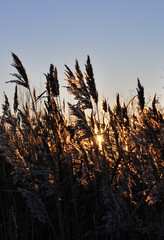 Evening on the Irtysh River, Omsk region, Siberia, Russia