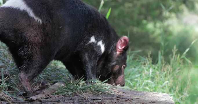 Cute But Aggressive And Powerful Carnivore, The Tasmanian Devil, Sarcophilus Harrisii, Is An Endangered Species. Disease Threatens The Animals In The Wild. Close Up View Of Marsupial Walking.