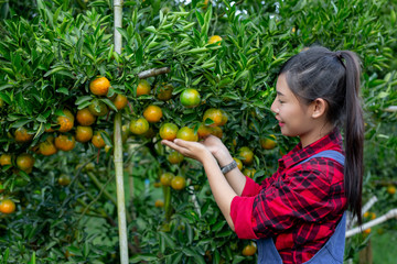 The farmer is collecting orange with a smile. Modern agricultural concepts.