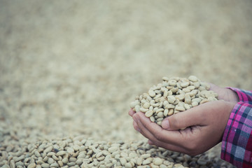 Hands with coffee beans on coffee beans that are dried