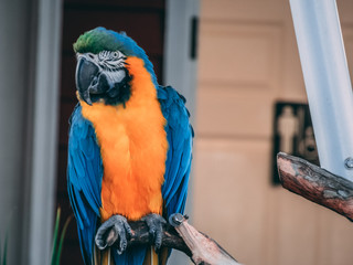 Beautiful parrot close up 