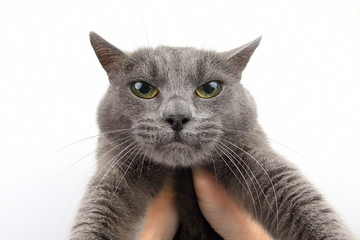 portrait of a serious grey cat