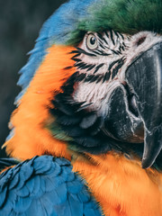 Beautiful parrot close up 