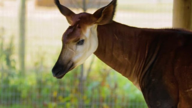 The okapi, also known as the forest giraffe, congolese giraffe or zebra giraffe, is native to the northeast of the Democratic Republic of the Congo in Central Africa. Okapi eating turns toward camera.