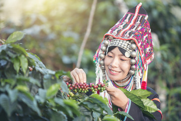 Akha farmers, women, smiling and picking a bunch of coffee beans from a coffee tree which is a...