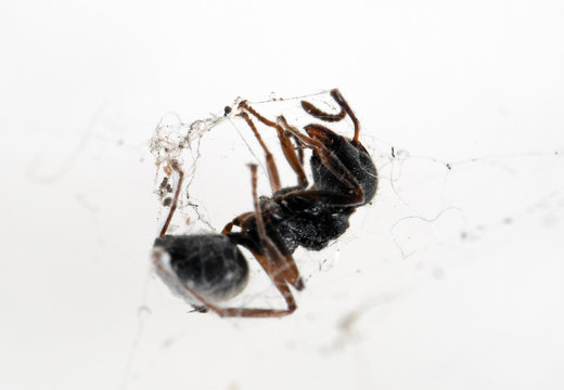 Macro Photo of Black Garden Ant Stuck on The Spider Web
