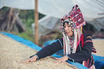 Obraz premium Akha women smiled and admired the coffee that was dried in the house, the hill tribe coffee products of northern Thailand.