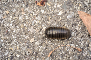 short millipede keep moving for its adventure