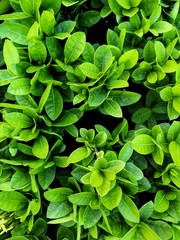 Natural green leaves. Colorful background texture.