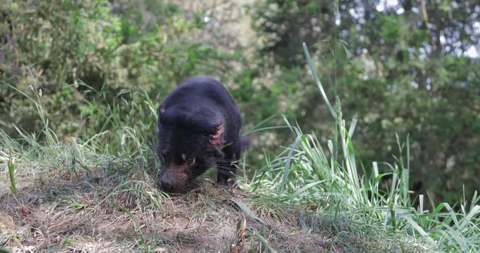 Tasmanian Devil sniffing the ground searching for food. Small black carnivorous marsupial is an endangered species. Conservation efforts to create a healthy population free of cancer that is killing.