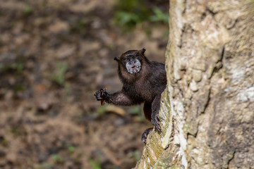 Obraz premium Black-mantled tamarin, Saguinus nigricollis