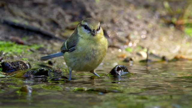 Eurasian blue tit (Cyanistes caeruleus) bathing