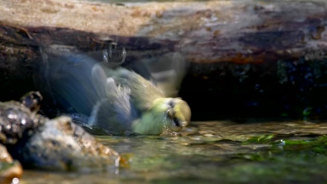 Eurasian blue tit (Cyanistes caeruleus) bathing