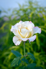 Branch of sweet orange yellow roses in the garden