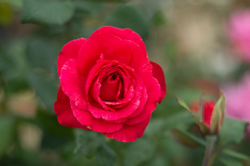 Red Roses on a bush in a garden.Thailand