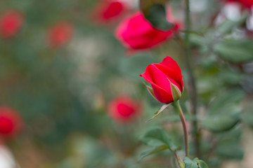 Fototapeta premium Red Roses on a bush in a garden.Thailand